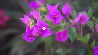 🌸 Relaxing Piano Music with Beautiful Flowers & Nature | Calm Background for Stress Relief, Sleep
