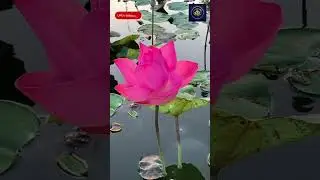 Discover the CALM Power of Gentle Guitar Melody