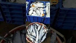 Amazing sea fish ! 🤩 #shorts #shoppan #fish #viral #india #trending #vlog #seafood #saabuj hira #মাছ