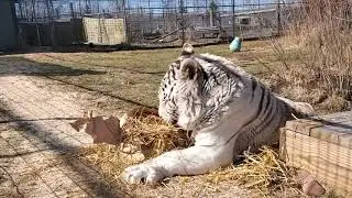 Big Cats At Play 😸