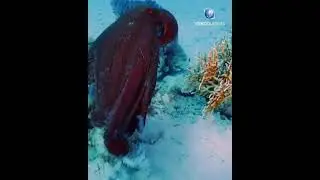 The amazing color changes of an Octopus captured by videobubbles on IG. #shorts