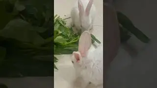 Rabbit 🐇 |  #kidsvideo  #rabbitfarming  #rabbitjump