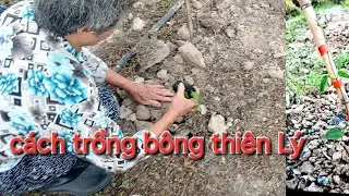 Cách trồng bông thiên Lý xuống giống _ đặt giống 0939.811.863 