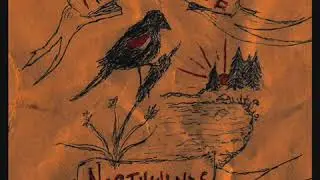 Riley coyote - Yards of Laredo