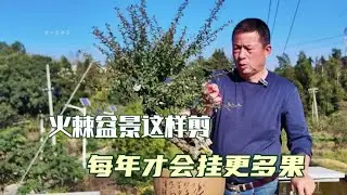 火棘盆景这样修剪年年都会挂果The fire thorn bonsai will bear fruit every year when trimmed like this