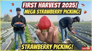 Strawberry 🍓 first harvesting in 2025| full vlog | savej farming vlogs| SA strawberry farm house|