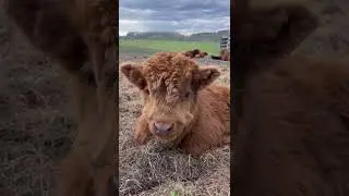 [PointFOOTAGE] Animals - Cattle cow highland calf bull farm - FS - 3256541290, 11941346 - Vertical