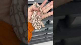 Banana Axanthic (VPI) Female Ball Python 💥🐍💥 #ballpython #ballpythonbreeder #royalpythons