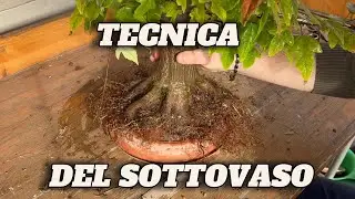 COME OTTENERE UN NEBARI PERFETTO SUI BONSAI