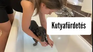 Merlinnek eljött a kutyafürdetés ideje 💦🐶 #merlinkalandok