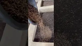 Disco protein source for fish, pigs, chicken and all animals