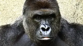 Is Harambe Still Alive?