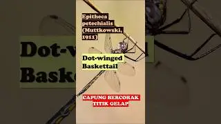 Epitheca petechialis (Muttkowski, 1911) &ndash; Dot-winged Baskettail #shorts #fyp #trending #capung