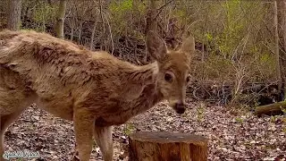 A soaked and shaggy deer on a sunny morning!