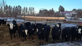 Four Harts Cattle Co. - 910# March Delivery Steers - 134 Head (Vermilion, AB)