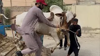 Dr. Sahiba Ka Qurbani Collection 2025 Unky Ghr Khud Chor Aye | AR Maani