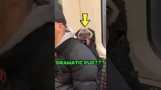 Мопсы &mdash; это ЧРЕЗМЕРНО драматичные люди 🐶😂 #шорты #собаки #смешно