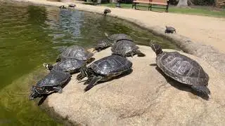 The turtle pond park in LOS ANGELES , ASMR 4K