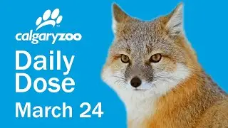 Your Daily Dose: Swift foxes
