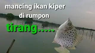Mancing ikan kiper...!! umpan cacing...!! di rumpon tirang..