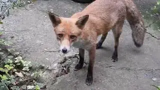 Friendly Fredo Fox checking the Garden out...