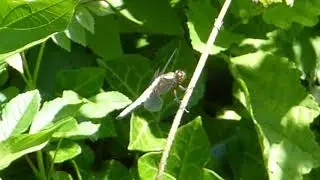 Is this Chaser Dragonfly ? -  Libellula - Drekafluga - Slenjur - Vatnaskord&yacute;r - Flugur