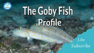 The Goby Fish Profile