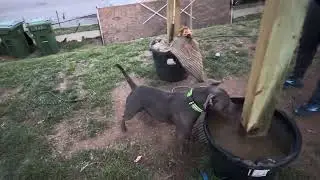 Jay&rsquo;s Yard work out For Dogs #rednosepit #pitbull #bitwork #xlbully