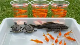 Catch Freshwater Aquarium Fish in Giant Colorful Eggs, Pencil Fish, Baby Turtle, Discus,Betta ikan