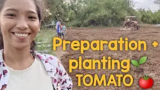 LAND PREPARATION AND PLANTING TOMATO | TOMATO FARM
