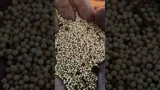 Money Problem Solved Yellow Mustard -System Sunil Mittal Shastri WhatsApp 9938784127/7377118276
