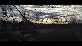 Beautiful sunset through clouds and old growth willow trees. ( no sound )