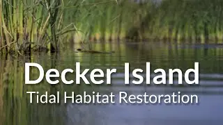 Decker Island Tidal Habitat Restoration with Audio Description