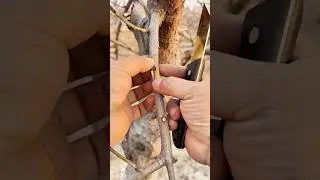 How to Tie Plant Grafting the Right Way 👍 #craft #outdoors #skills