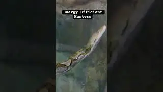 Snakes: Most Energy Efficient Hunters #animals #shorts