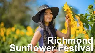 Richmond Sunflower Festival - Vancouver British Columbia Tourism! Real Farm Photos and Exploration.