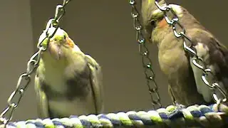 Cockatiel Baby Mama Daddy family bird flock Berberscree Heis swing Sweety Cinnamini by space heater