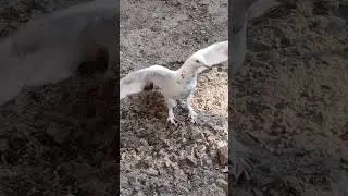 Best Racing homer | pigeon | homingpigeons | pigeon dreams | beautiful