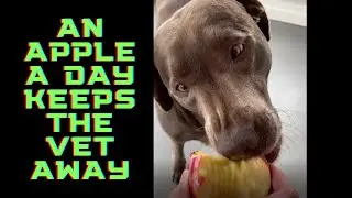 Dog Eating Apple - ASMR