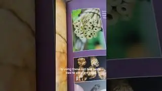 Making Reed Bee Hotels for Pollination