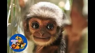 Cute Gibbons Playing and Swinging