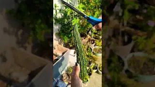 terrace se organic vegetables harvesting #shorts #shortsfeed #harvest #rosemary #ideas #recipe #diy