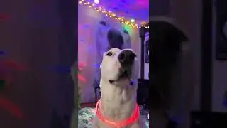 Dance with Biscuit? #party #dogs #funny #meme #cute #disco #shorts