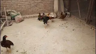 desi chicken meeting with aseel roosters