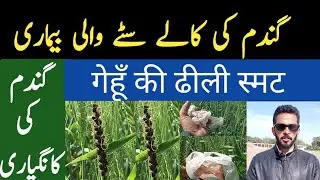 Loose Smut Disease Of Wheat | How to control loose smut of wheat |AGRICULTURE WORLD