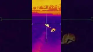 🔥 Ночная охота на кабана с тепловизором! 🌙🐗 #охотанакабана #thermalhunting #wildboar #hog#pig