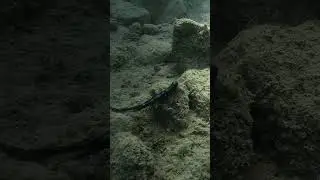 Would You Carolina Rig a Lizard?