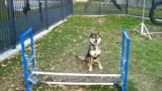 Shikoku Ken - Agility - Shoushuu
