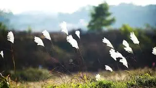 Wind Meditation - Elements of Nature - Meditation music
