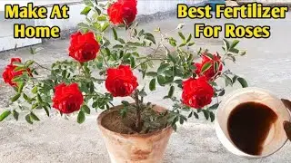 Best Home Made Organic Manure For Rose Plant